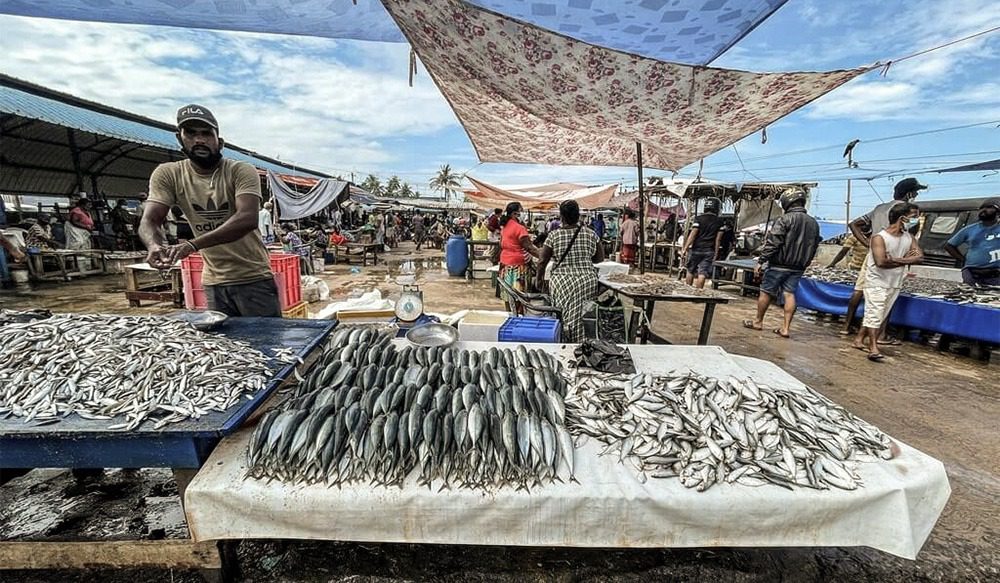 Negombo’s thriving fishing industry a vital economic and social hub