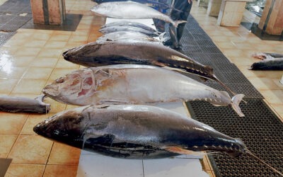The history of fishing in Negombo: from canoes to global seafood industry